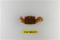 藏品(圓額新脹蟹)的圖片